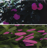 plantphenomics22.png